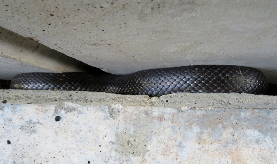 Black snake under bridge