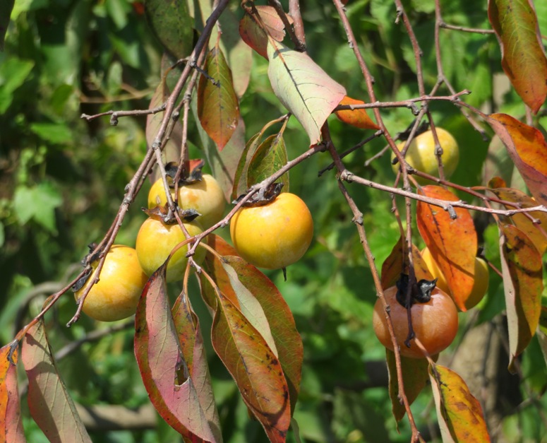 Orange persimmon fruit in tree