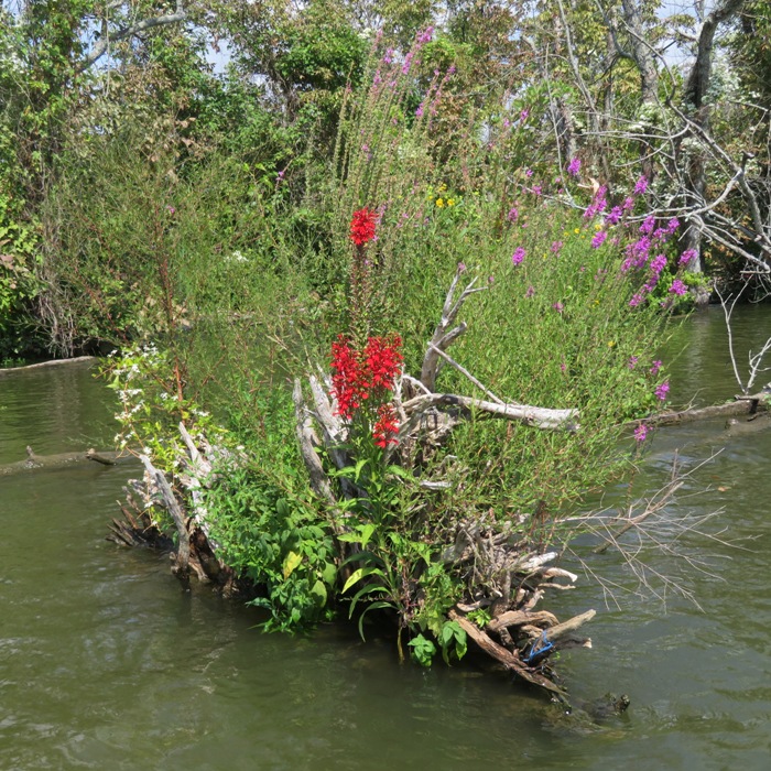 Wildflowers growing near stump surrounded by water