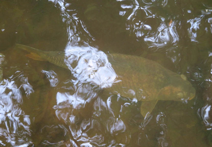Looking down on carp in water