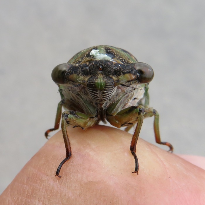 Front view of cicada on my finger