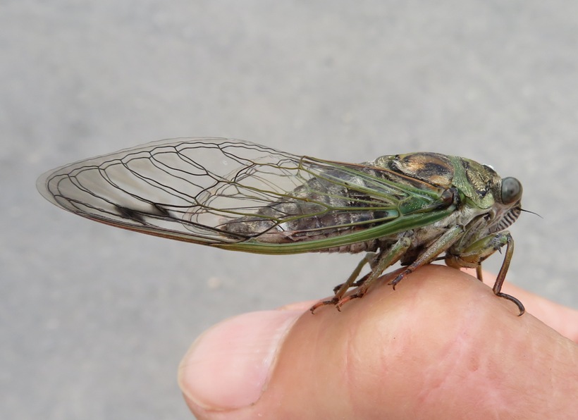 Side view of cicada on my finger