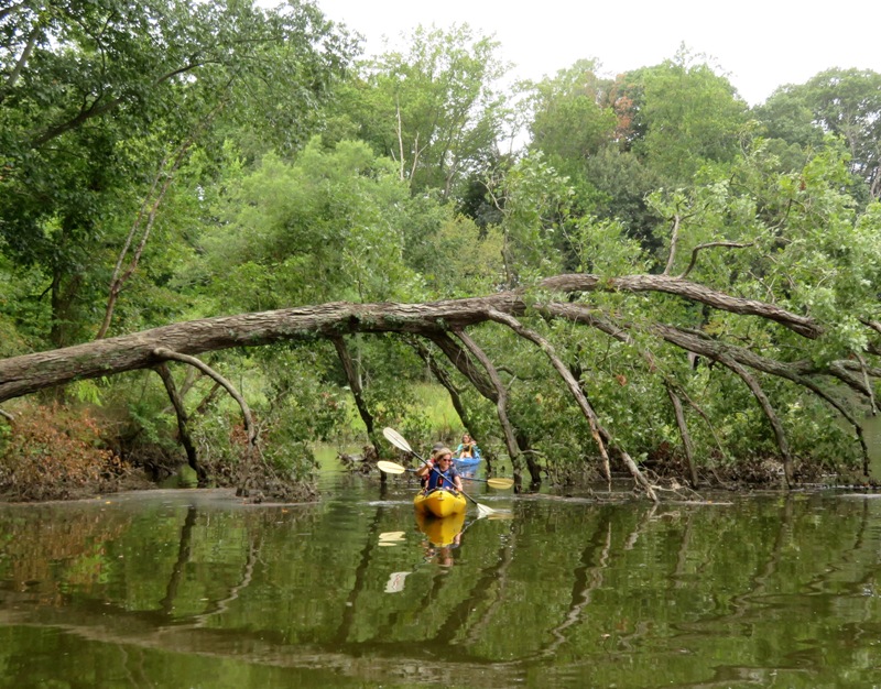 Beate and Gerhard kayaking through tree downfall