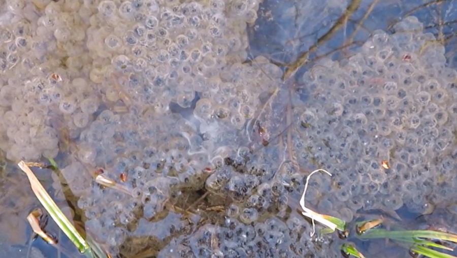 Frog eggs with spring peeper sounds
