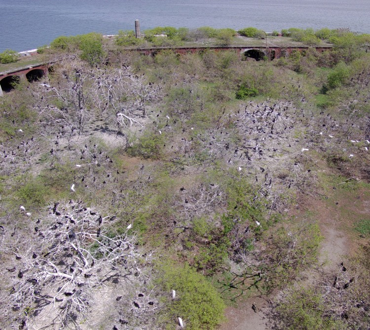 Cormorants and egrets at the fort