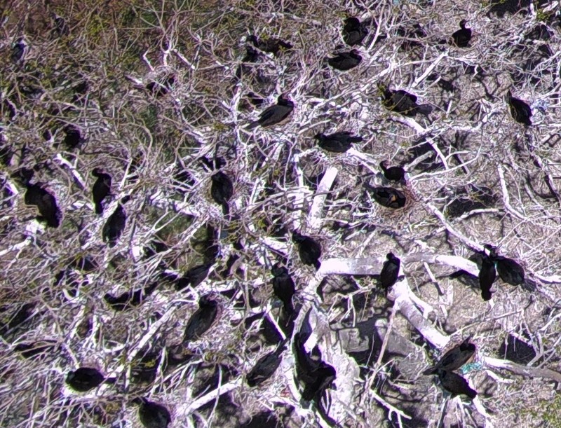 Looking down on cormorants with my drone