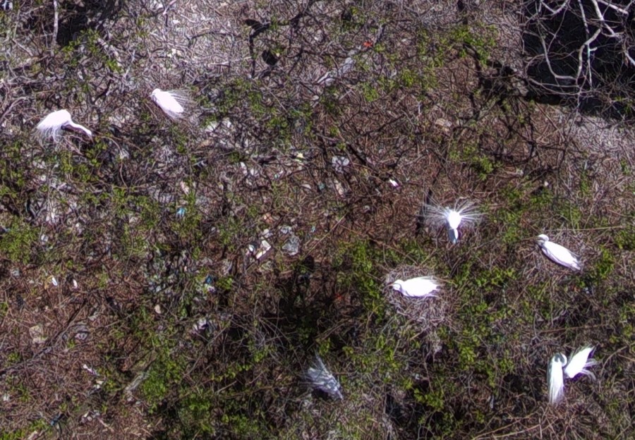 Looking down on nesting egrets