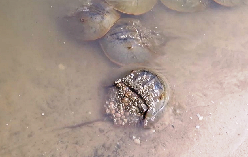 Horseshoe crabs moving around in the water