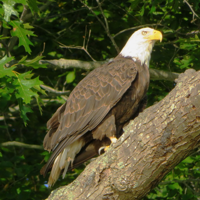 Side view of bald eagle