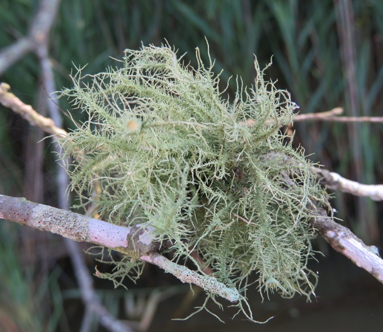 Beard lichen growing on tree