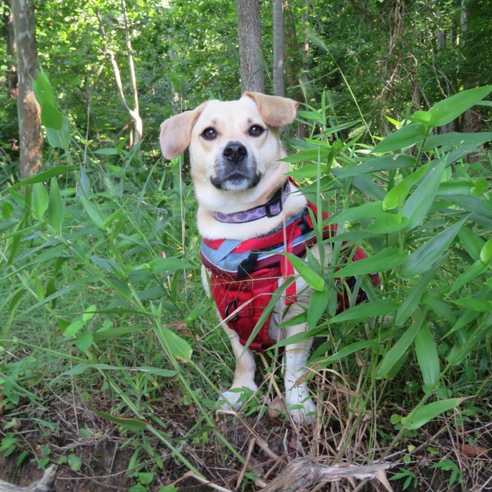 Daphne standing amongst greenery, wearing per PFD