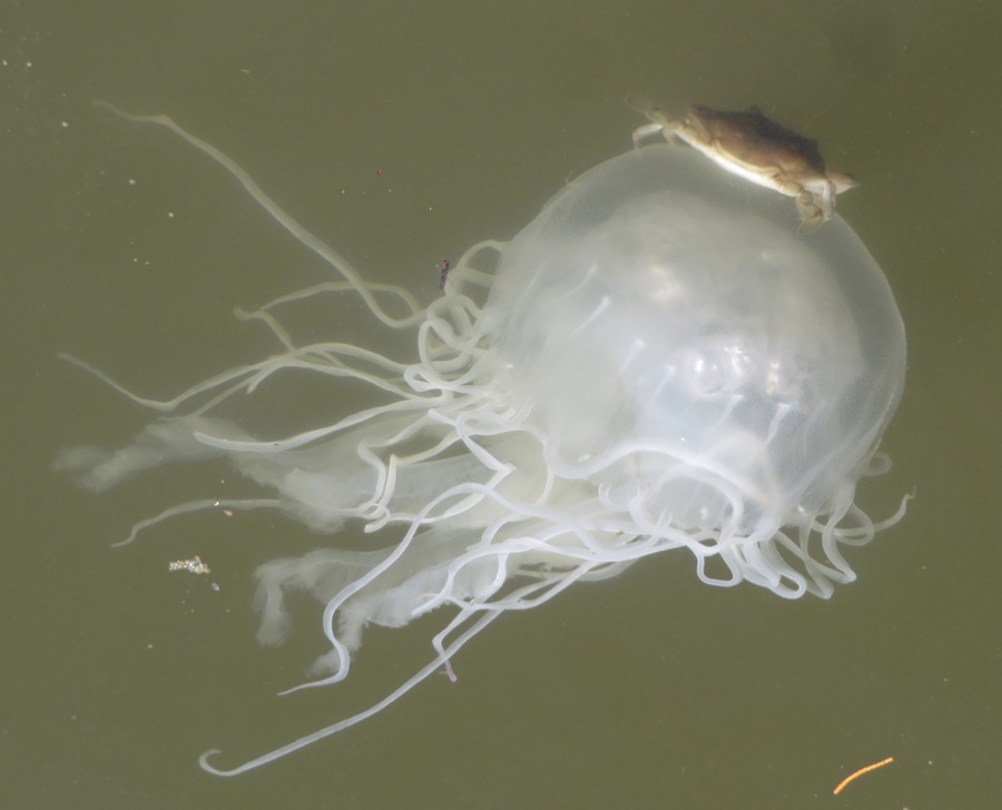 A crab on the bell of a sea nettle