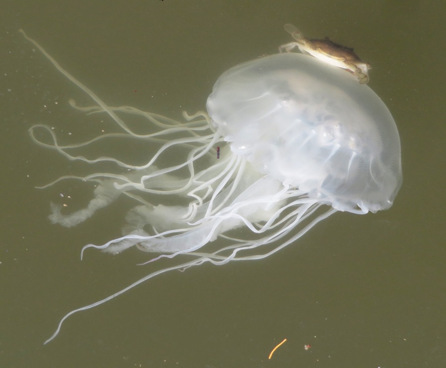 Another view of a crab on the bell of a sea nettle