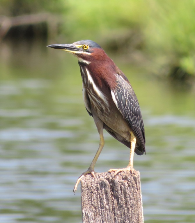 Green heron on pile