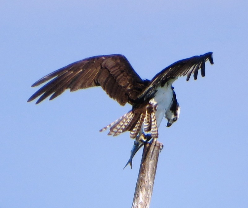 Back of perched osprey with fish
