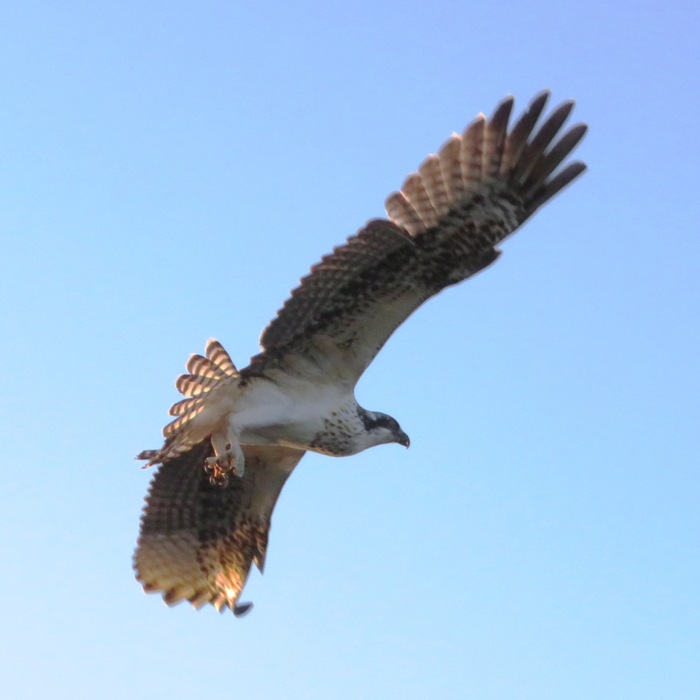Osprey in flight
