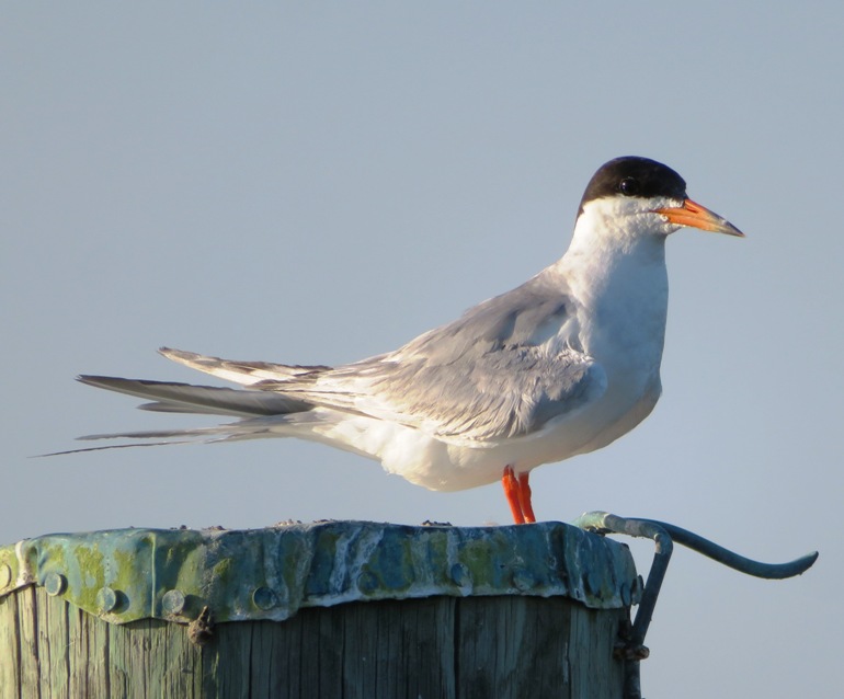 Perched Forster's tern