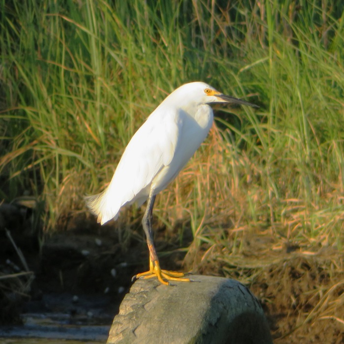 Snowy egret showing its yellow feet