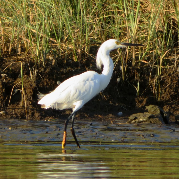 Snowy egret wading