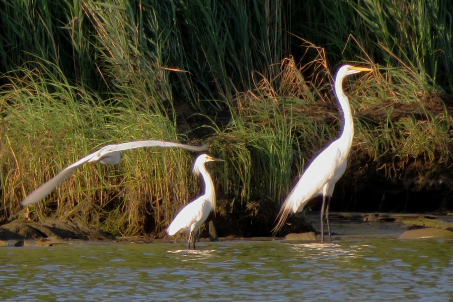 Snowy egret and great egret along with another white bird in flight