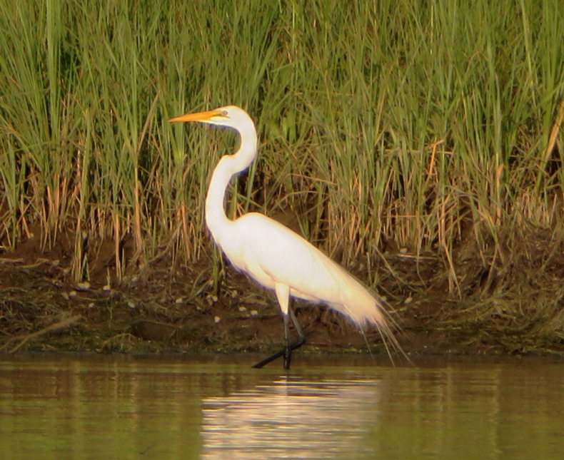 Great egret with periwinkles in the background