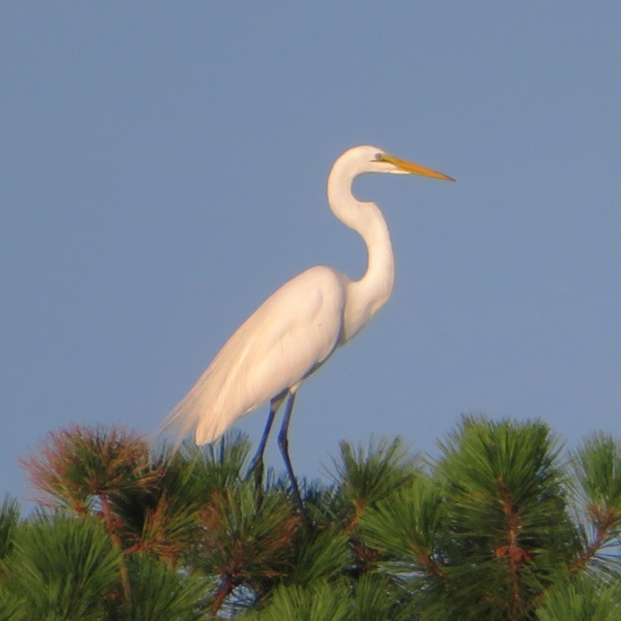 Great egret atop a pine tree