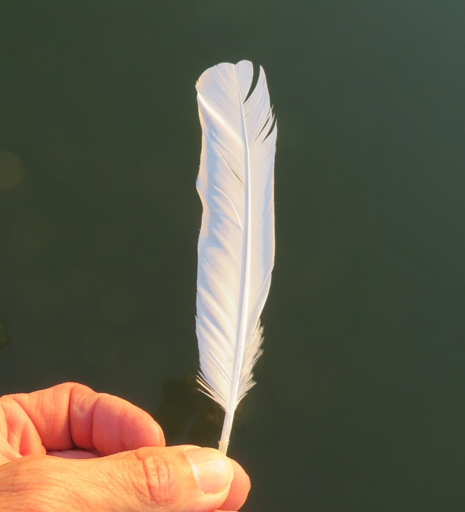 Feather from snowy egret