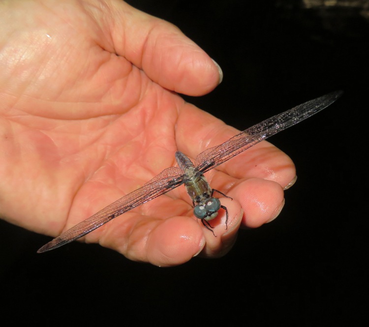 Dragonfly in hand