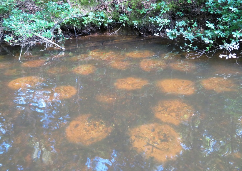 Depressions under water created by fish