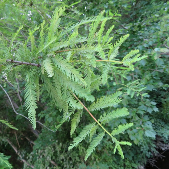 Leaves on bald cypress tree