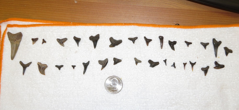 Teeth that Norma's niece found along with a quarter for size comparison