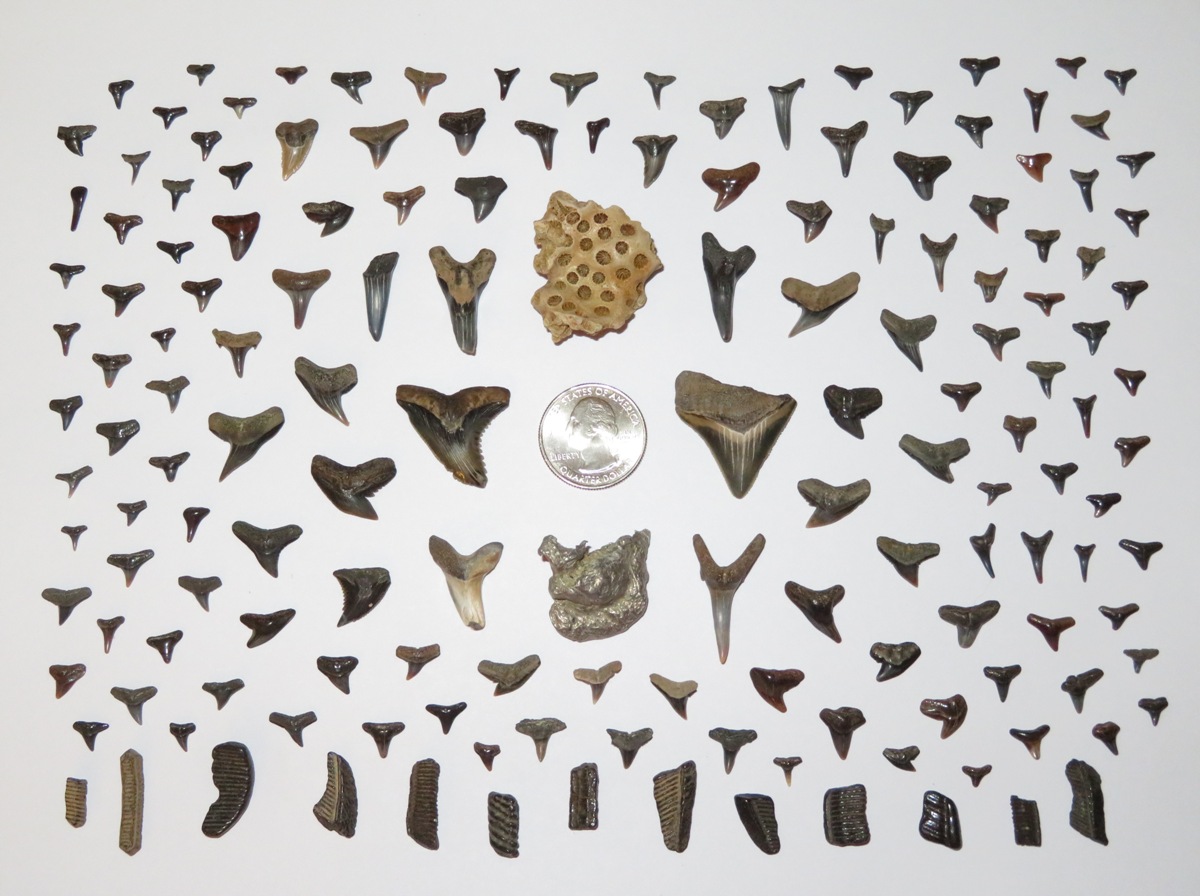 Things I found to include 142 shark teeth
