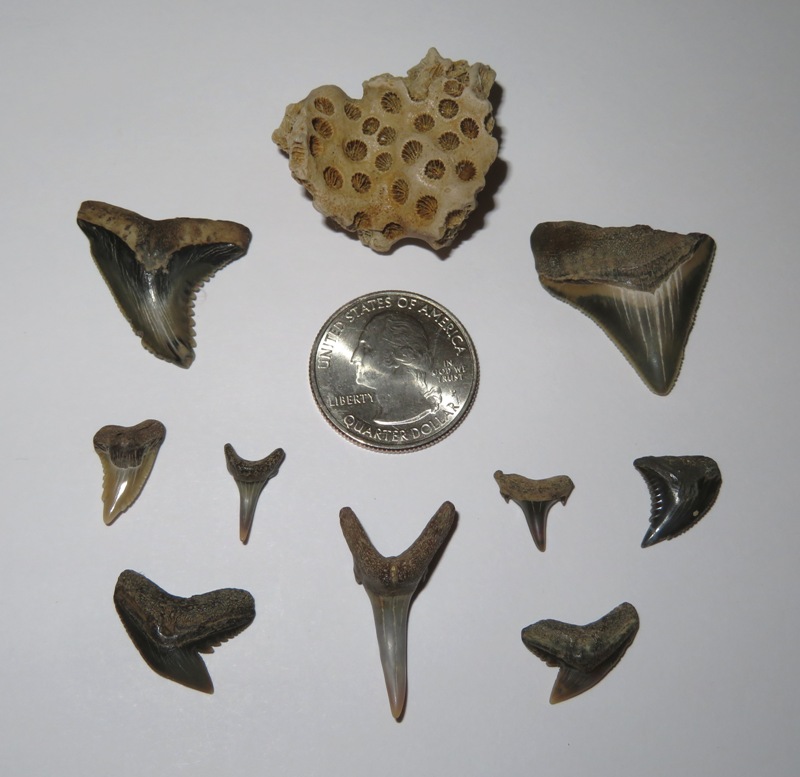 My ten favorite finds with a quarter for size comparison