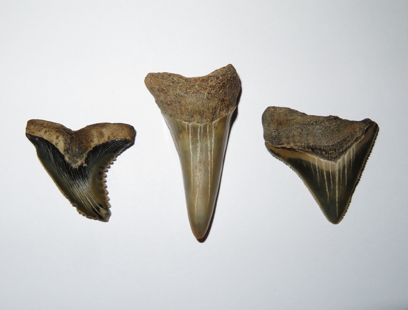 Three large shark teeth
