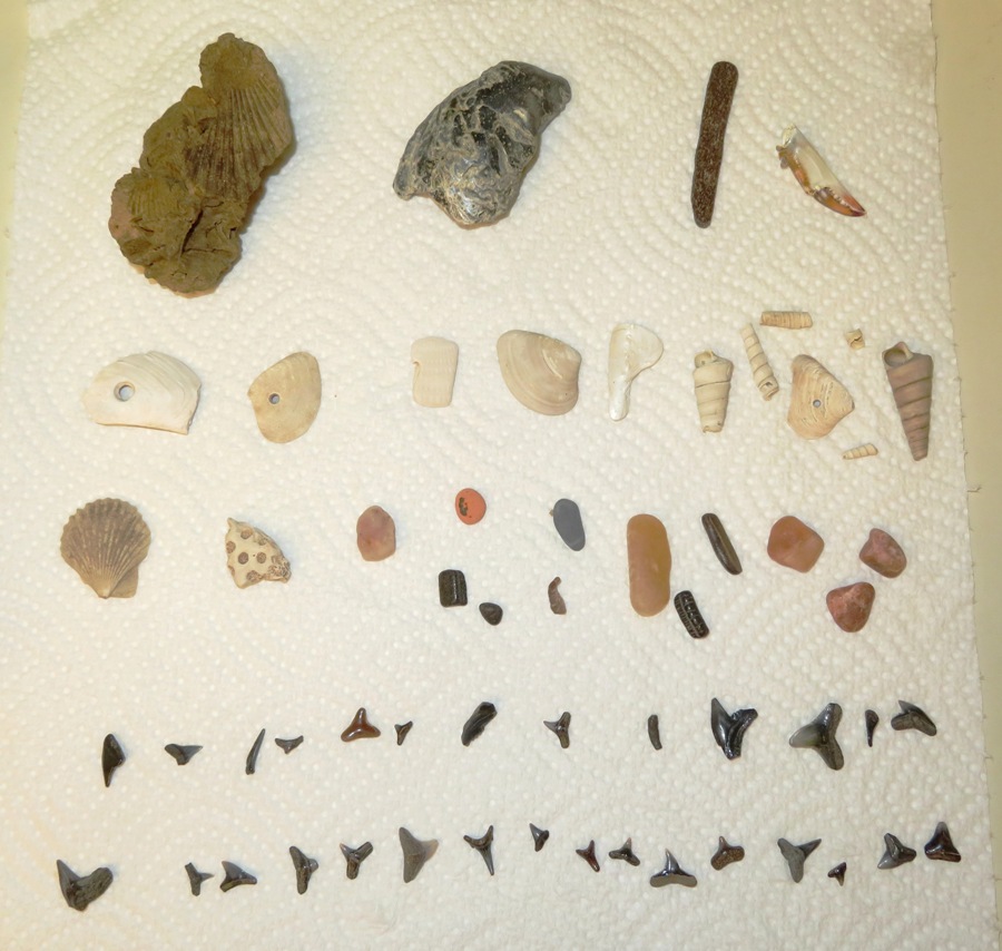 Norma's finds which include 28 shark teeth