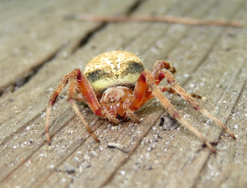 Front view of orb weaver spider
