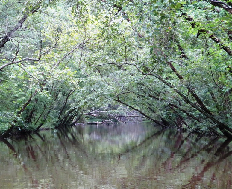 Low trees over water