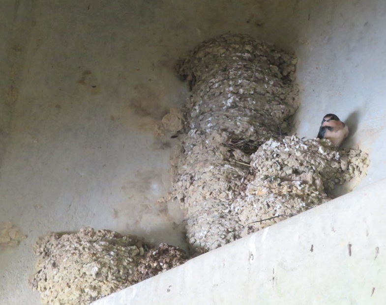 Barn swallow and nests under bridge