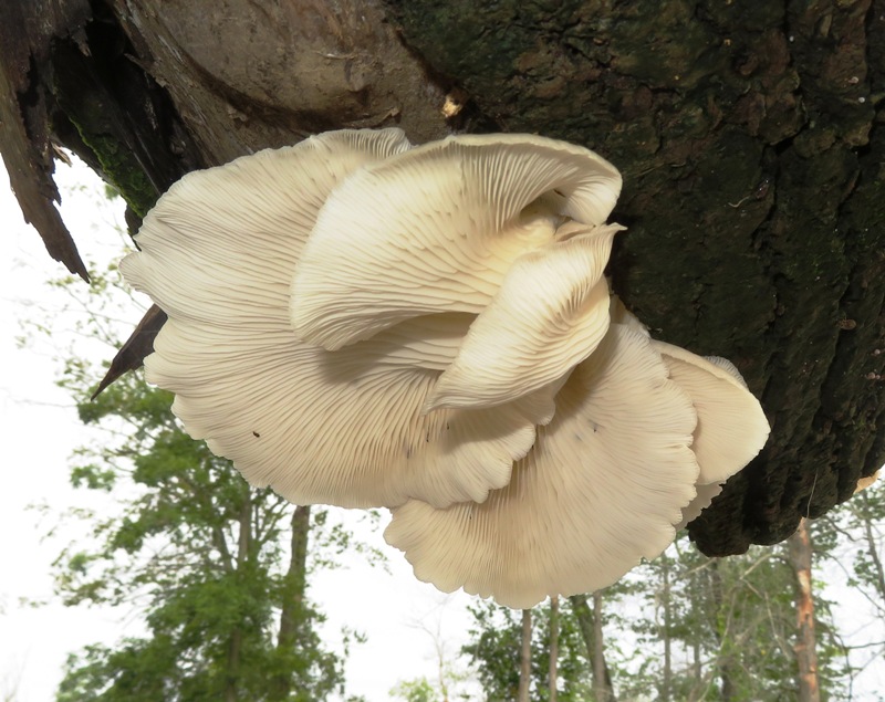 Pleurotus pulmonarius under a log
