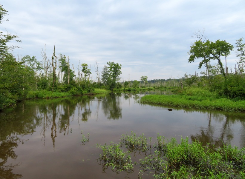 Scenic wetlands
