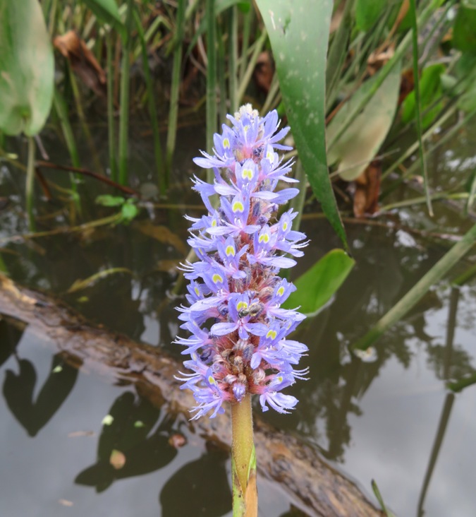 Pickerelweed flowers blooming