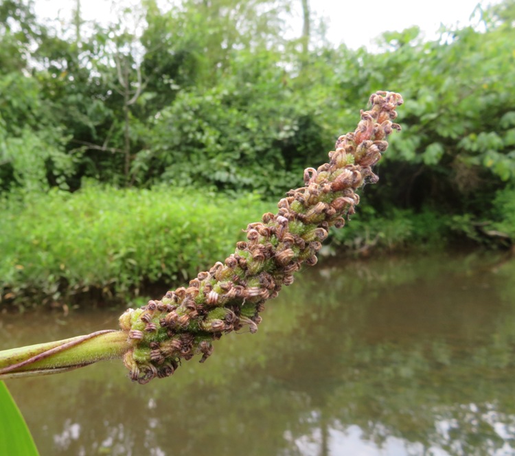 Old pickerelweed