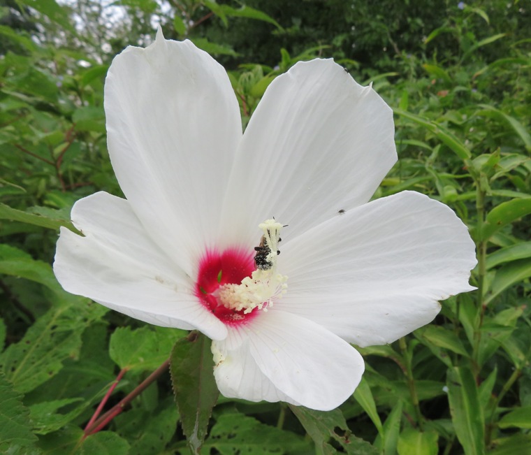 White swamp hibiscus flower