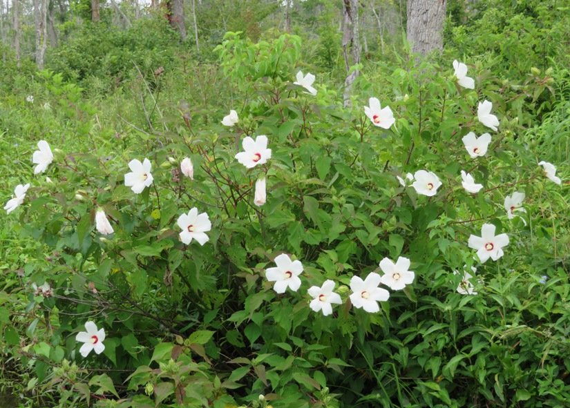 Many white swamp hibiscus flowers