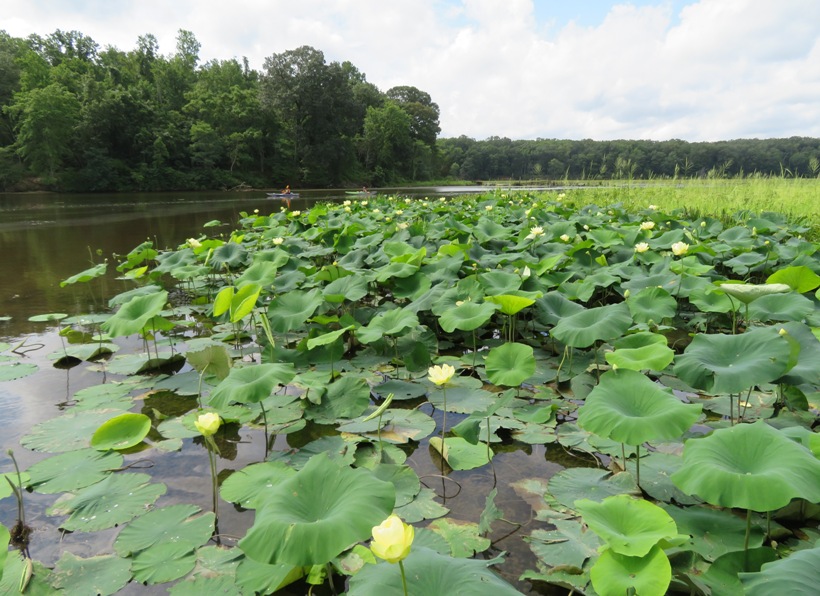 Lotus flowers at mouth of tributary