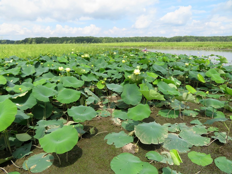 Another view of lotus flowers on tributary