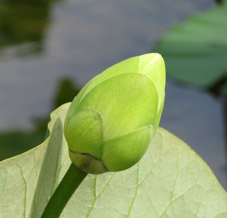 Flower that hasn't opened up yet