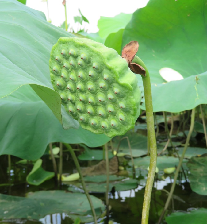 Shower head-shaped seed pod