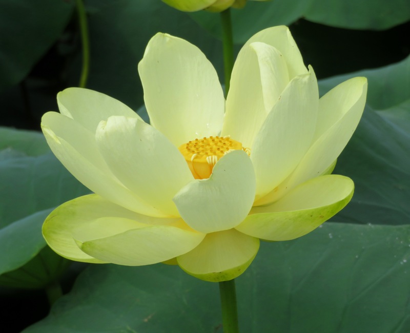 Near perfect lotus flower
