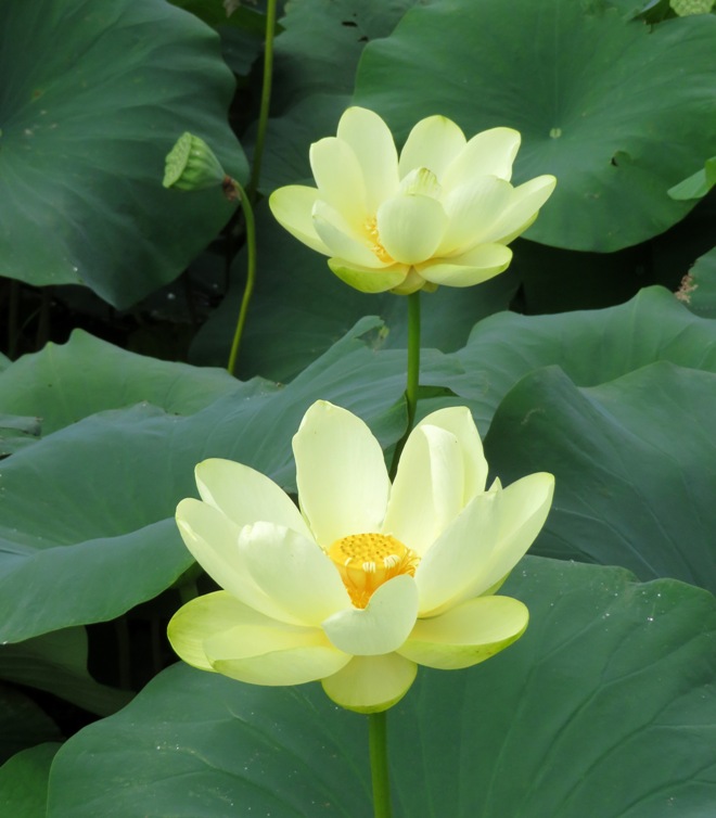 Two lotus flowers